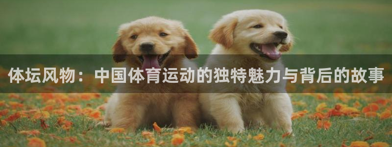 风速体育直播篮球nba回放：体坛风物：中国体育运动的独特魅力与背后的故事